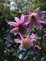 Dahlia excelsa