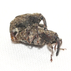 Molytinae