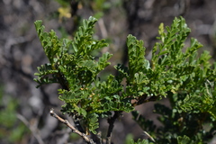 Adesmia resinosa