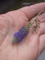 Dalea purpurea