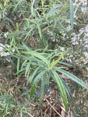 Olearia lirata