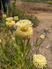 Isopogon sphaerocephalus