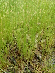 Eleocharis pusilla