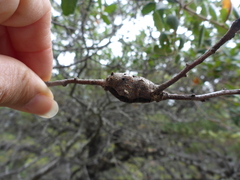 Callirhytis quercussuttoni