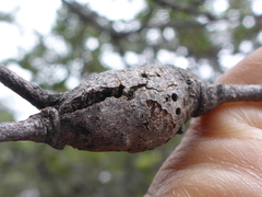 Callirhytis quercussuttoni