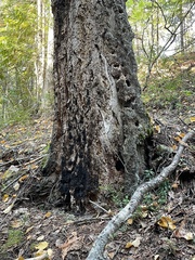 Pseudotsuga menziesii