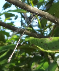 Lestidae