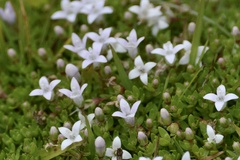 Oldenlandia salzmannii