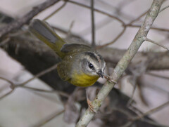 Basileuterus culicivorus