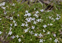 Oldenlandia salzmannii