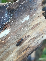 Dendrophagus crenatus