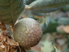Burnettweldia washingtonensis