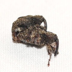 Molytinae