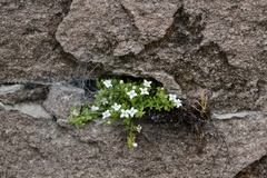 Oldenlandia salzmannii