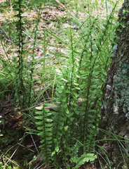 Onocleaceae