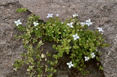 Oldenlandia salzmannii