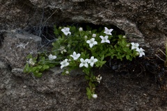 Oldenlandia salzmannii