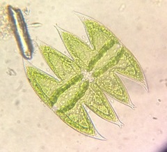 Micrasterias laticeps