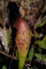 Sarracenia minor