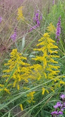 Solidago tortifolia