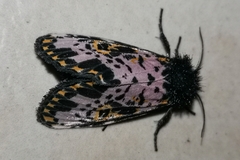 Xanthopastis timais