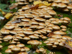 Pholiota microspora