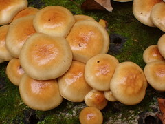 Pholiota microspora