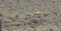 Cynomys parvidens