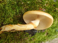 Pholiota microspora