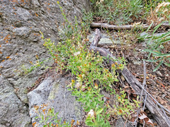 Heterotheca hirsuta