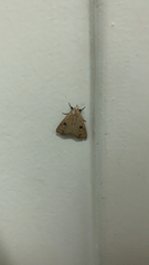Erebidae
