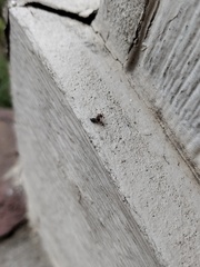 Crematogaster laeviuscula