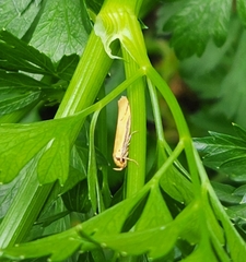 Philobota protecta