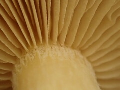 Pholiota microspora