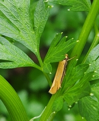 Philobota protecta