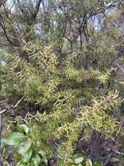 Leptecophylla juniperina