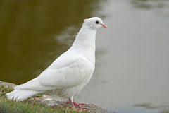 Columba livia domestica