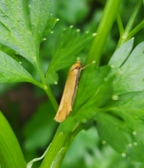 Philobota protecta