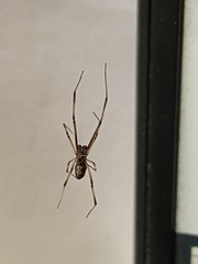 Latrodectus hasselti