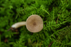 Lactarius griseus