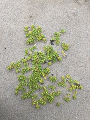 Honckenya peploides diffusa