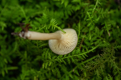 Lactarius griseus