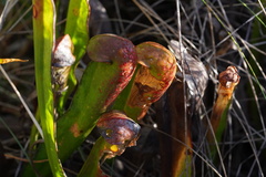 Sarracenia minor