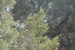Juniperus osteosperma