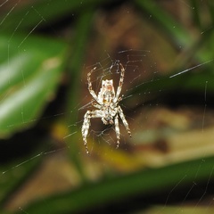 Parawixia