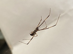 Latrodectus hasselti