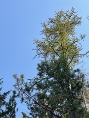 Larix occidentalis