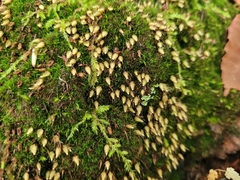 Diphyscium foliosum