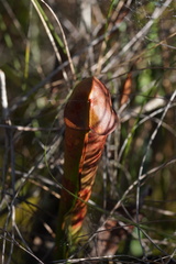 Sarracenia minor