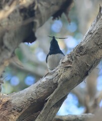 Myiagra cyanoleuca